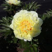 Peony \'Bartzella\' (Large Plant) - 1 x 10 litre potted paeonia plant