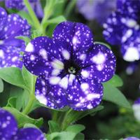 Petunia \'Night Sky\' - 5 petunia Postiplug plants