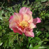Peony \'Yellow Heaven\' (Large Plant) - 2 x 10 litre potted paeonia plants