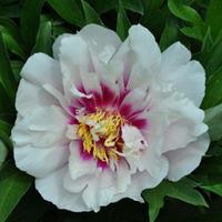 Peony \'Cora Louise\' (Large Plant) - 2 x 10 litre potted paeonia plants
