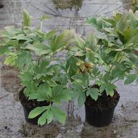 Peony \'Border Charm\' (Large Plant) - 2 x 18 litre potted paenoia plants