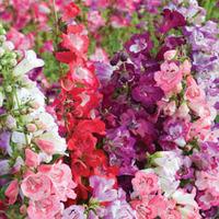 Penstemon \'Wedding Bells\' Mixed - 48 penstemon plug plants