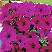 Petunia grandiflora pendula \'Lady Purple\' F1 Hybrid - 1 packet (20 petunia seeds)