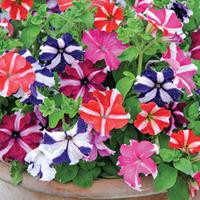 Petunia \'Stars and Stripes\' - 24 petunia plug plants