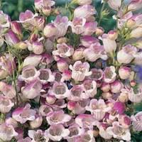 Penstemon x hybrida \'Lilac Frost\' - 1 packet (50 penstemon seeds)