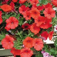 Petunia \'Trailing Surfinia Red\' - 5 petunia Postiplug plants