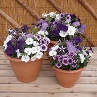 Petunia \'Grand Rapids Mixed\' F1 Hybrid - 1 packet (100 seeds)