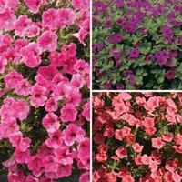 Petunia \'Trailing Trio\' Offer - 1 packet of each variety (36 petunia seeds in total)