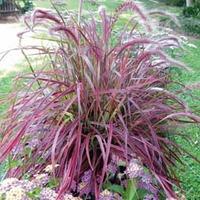 Pennisetum setaceum \'Fireworks\' - 1 pennisetum jumbo plug plant