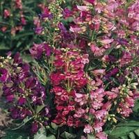 Penstemon barbatus \'Cambridge Mixture\' - 1 packet (120 penstemon seeds)