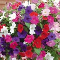 Petunia \'Cascading Mixed\' - 2 ...