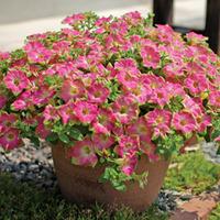 Petunia \'Surfinia Green Edge Pink\' - 20 petunia jumbo plug plants