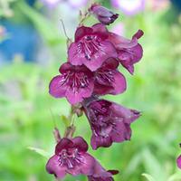 Penstemon \'Raven\' (Large Plant) - 2 x 1 litre potted penstemon plants