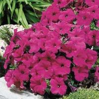 Petunia \'Purple Velvet\' F1 Hybrid - 48 petunia plug plants
