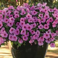 petunia easy wave bubblegum 12 petunia plug plants