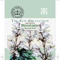 Penstemon digitalis \'Husker Red\' - Kew Collection Seeds - 1 packet (40 penstemon seeds)