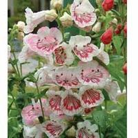 Penstemon \'Strawberries & Cream\' - 3 penstemon jumbo plug plants