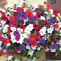 Petunia \'Trailing Surfinia Mixed\' - 5 petunia Postiplug plants