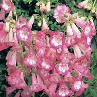 Penstemon \'Appleblossom\' (Large Plant) - 2 x 1 litre potted penstemon plants