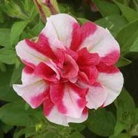 Petunia \'Cherry Ripple\' - 5 petunia Postiplug plants