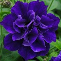 Petunia \'Belinda\' - 5 petunia Postiplug plants