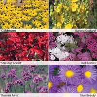 Perennial Colour Collection - 6 Powerliner plug plants - 1 of each variety