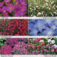 Perennial Ground Cover Collection - 6 Powerliner plug plants - 1 of each variety