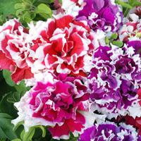 Petunia \'Orchid Picotee Mixed\' F1 Hybrid (Garden Ready) - 30 petunia garden ready plants