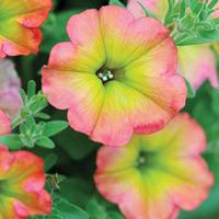 Petunia \'Cremissimo\' - 5 petunia Postiplug plants