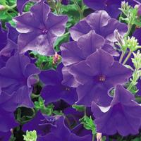 Petunia \'Trailing Surfinia Blue\' - 5 petunia Postiplug plants