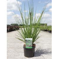 Pennisetum viridescens (Large Plant) - 1 x 3.6 litre potted pennisetum plant