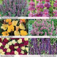 Perennial Fragrant Collection - 6 Powerliner plug plants - 1 of each variety