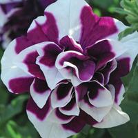 petunia frills spillstrade damson ripple 5 petunia postiplug plants