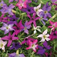 Petunia x hybrida \'Sparklers\' - 1 packet (40 petunia seeds)