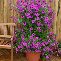 Petunia hybrida \'Purple Tower\' F1 hybrid - 1 packet (30 petunia seeds)