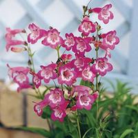 Penstemon \'Kilimanjaro\' (Large Plant) - 2 x 1 litre potted penstemon plants