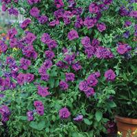 petunia purple rocket 10 petunia postiplug plants