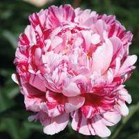 Peony \'Candy Stripe\' - 2 x bare root peony plants