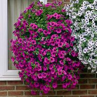 petunia trailing surfinia purple 5 petunia postiplug plants