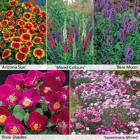 Perennial Flower Border Seed Collection (Short) - 5 varieties - 1 packet of each (180 perennial seeds in total)