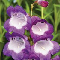 Penstemon \'Pensham Czar\' (Large Plant) - 2 x 1 litre potted penstemon plants