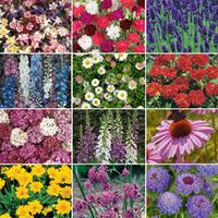 Perennial \'Best Value\' Collection - 72 perennial plug plants - 6 of each variety