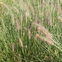 Pennisetum alopecuroides (Large ...