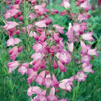 Penstemon \'Sour Grapes\' (Large Plant) - 2 x 1 litre potted penstemon plants