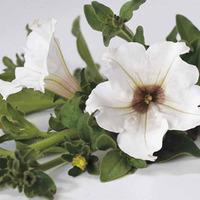 Petunia \'Trailing Surfinia White\' - 5 petunia Postiplug plants