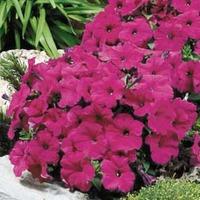 petunia purple velvet f1 hybrid 72 petunia plug plants