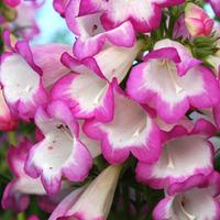 penstemon pensham laura large plant 2 x 1 litre potted penstemon plant ...