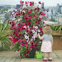 petunia tidal wave 12 petunia plug plants 1 tower pot