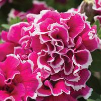 Petunia \'Frills and Spills Anna\' - 10 petunia Postiplug plants