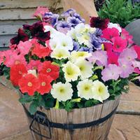 Petunia \'Frenzy Mixed\' F1 Hybrid (Garden Ready) - 30 petunia garden ready plants